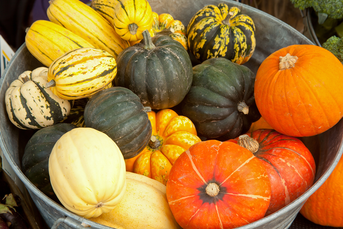 A large tub full of winter squash and pumpkins