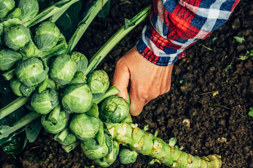 A stalk of Brussel Spouts being harvested.